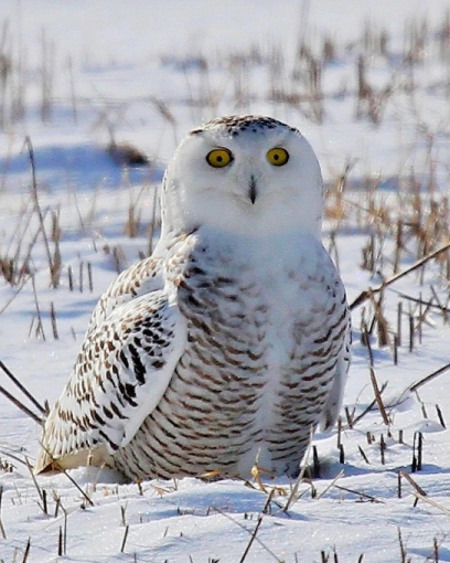 Snowy Owl Sharon Fiedler.JPG