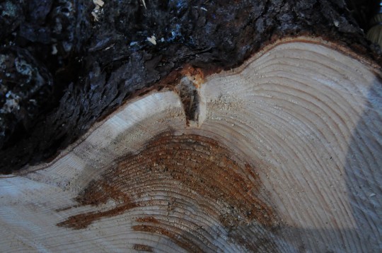 Black Spruce stump with Pileated chisel