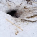 Beaver access hole