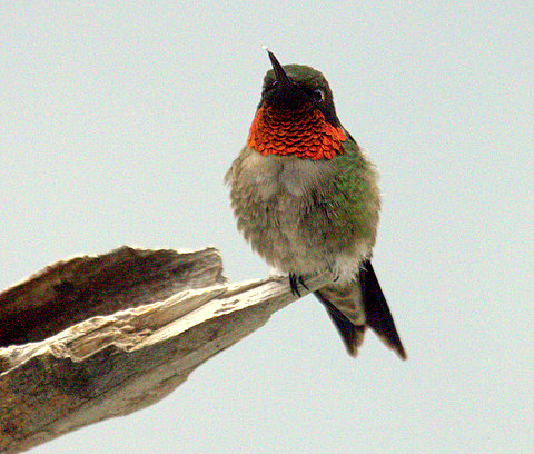 hummingbird ruby-throated male