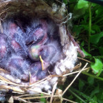 House Finch Nestling