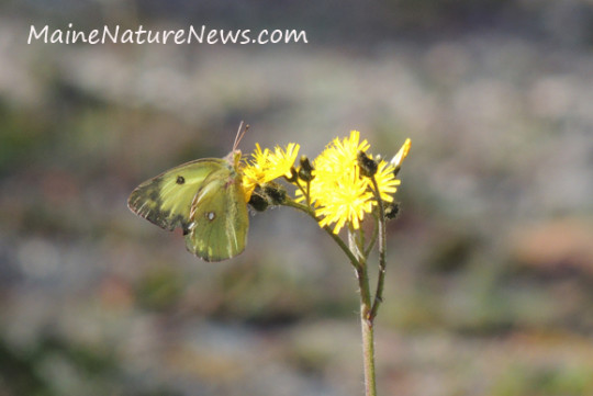 Clouded Sulfur Butterfly