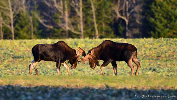 Bull Moose in Aroostook County