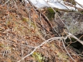 Woodcock Camouflage