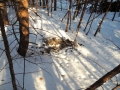 Tracks and deer fur
