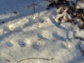 Tracks near deer fur