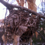 Bird nest in Beech Tree