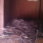 bird nest in shed