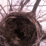 Bird Nest cup in pussy willow