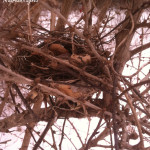 bird nest in barberry with ac