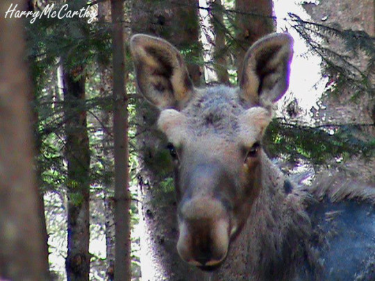 Moose with spring fur