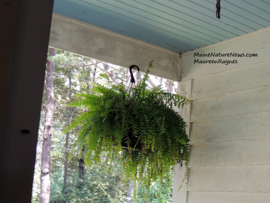 House Finch nest in fern